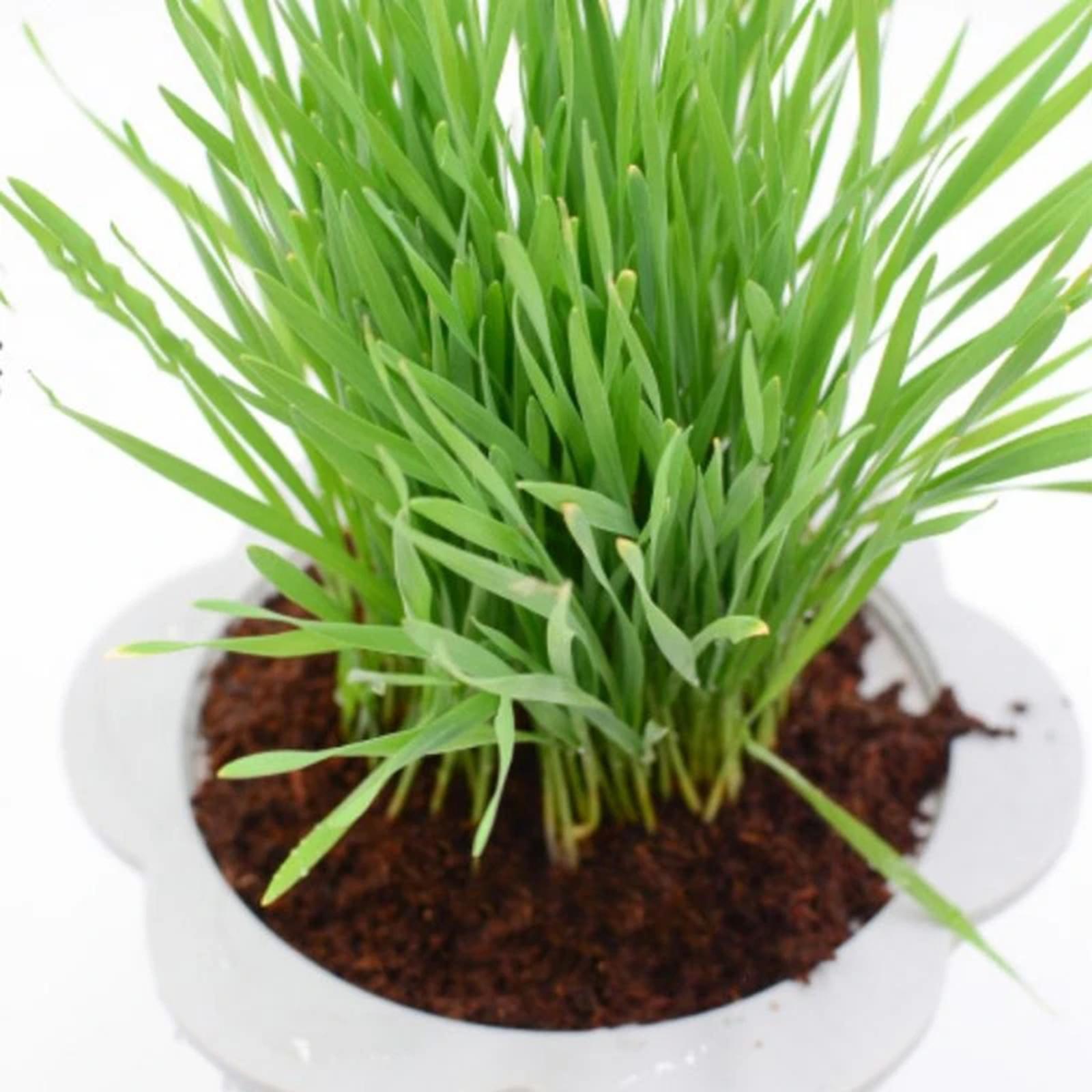 Substrate Coconut Fiber - ココナッツ繊維ココナッツコイアブリック圧縮土壌ブロック、庭園水耕栽培用栽培基材