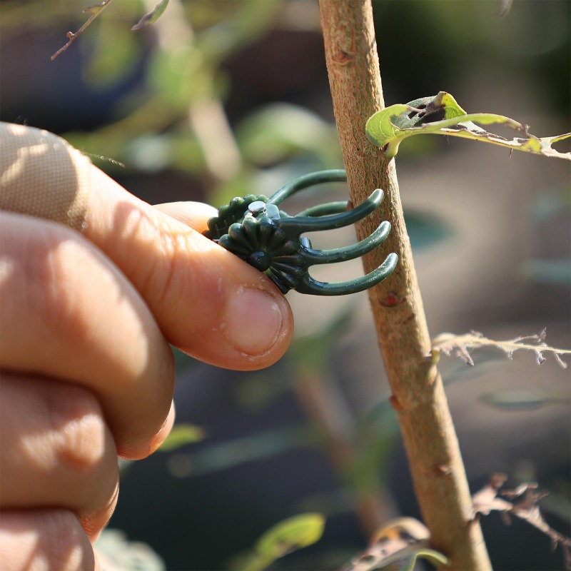 卸売ミニ植物サポートクリップ、庭の花、蘭、つる性植物用固定ク - Vine Climbing Plastic のレビューと価格