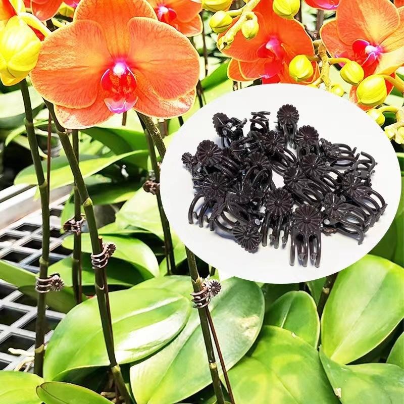 卸売ミニ植物サポートクリップ、庭の花、蘭、つる性植物用固定ク - Vine Climbing Plastic のレビューと価格