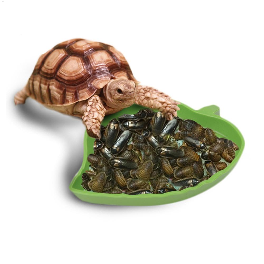 両生類 爬虫類 餌入れ プラスチック製 爬虫類テラリウム 給 - Water Dish Reptile のレビューと価格
