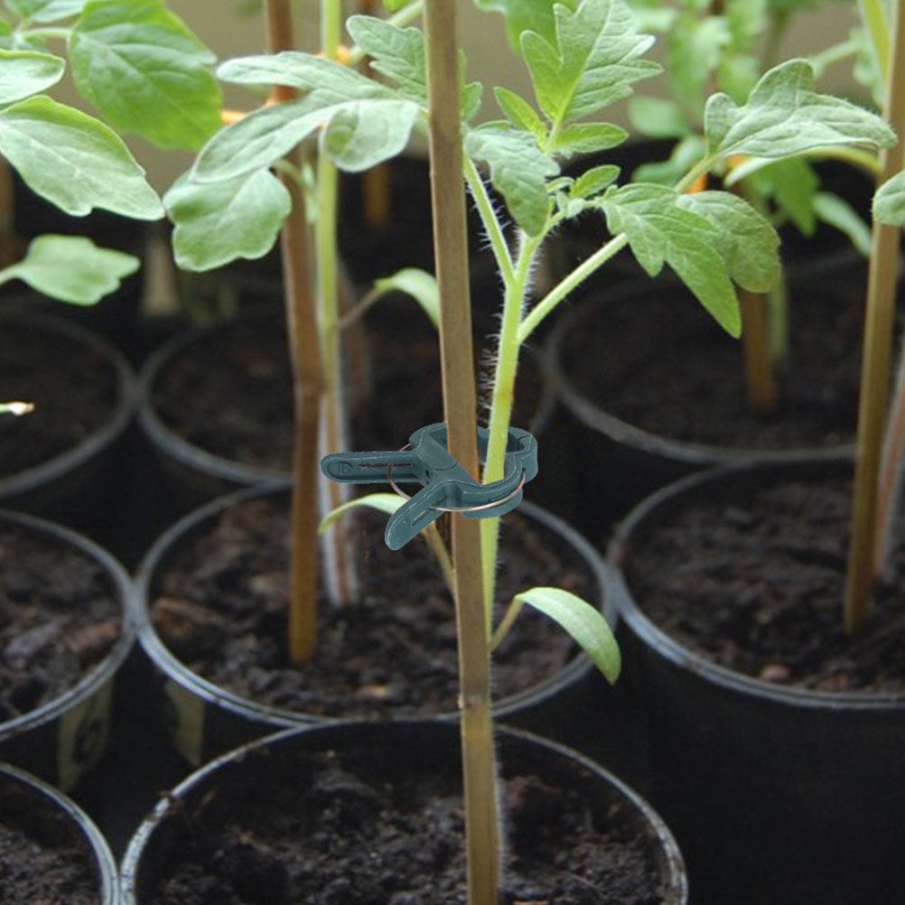 植物用ガーデンクリップ50個、プラスチック製トレリスPEフラ - Vine Climbing Plastic のレビューと価格